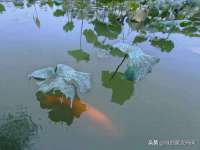 沛县锦味时光电子商务有限公司